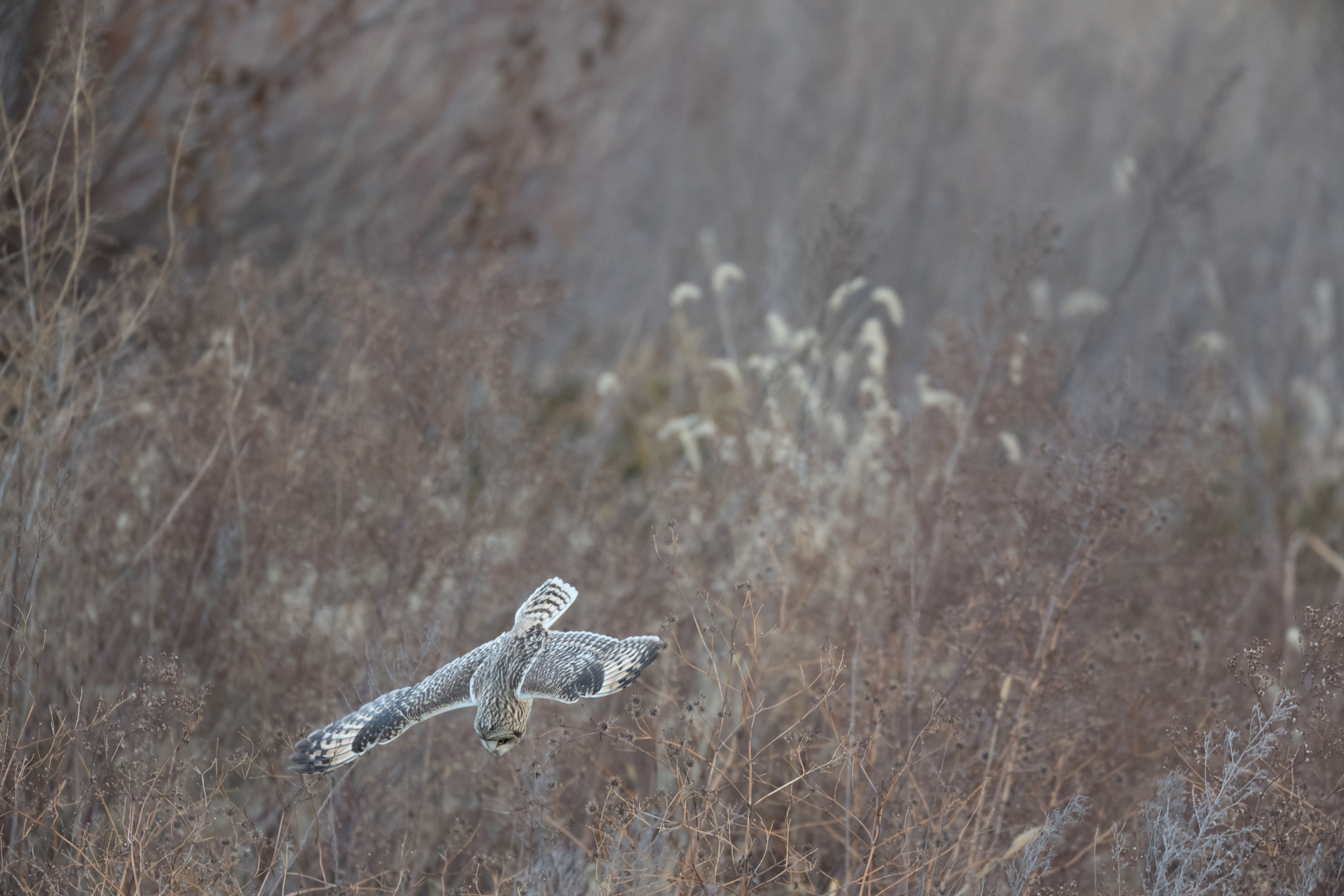 Nikon AF-S Nikkor 600mm F4E FL ED VR sample photo. コミミズク photography
