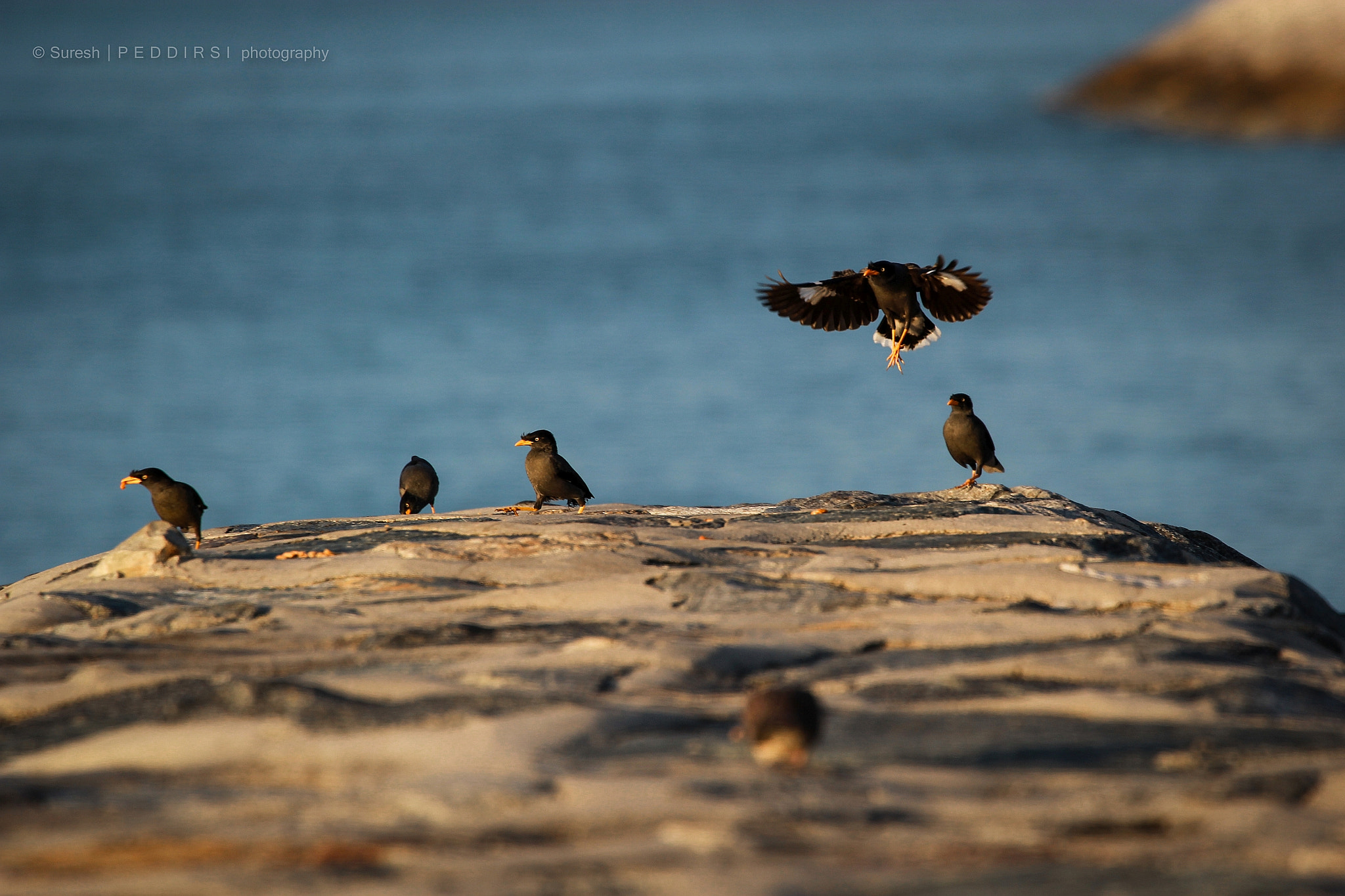 Canon EF 70-300mm F4-5.6L IS USM sample photo. Landing photography