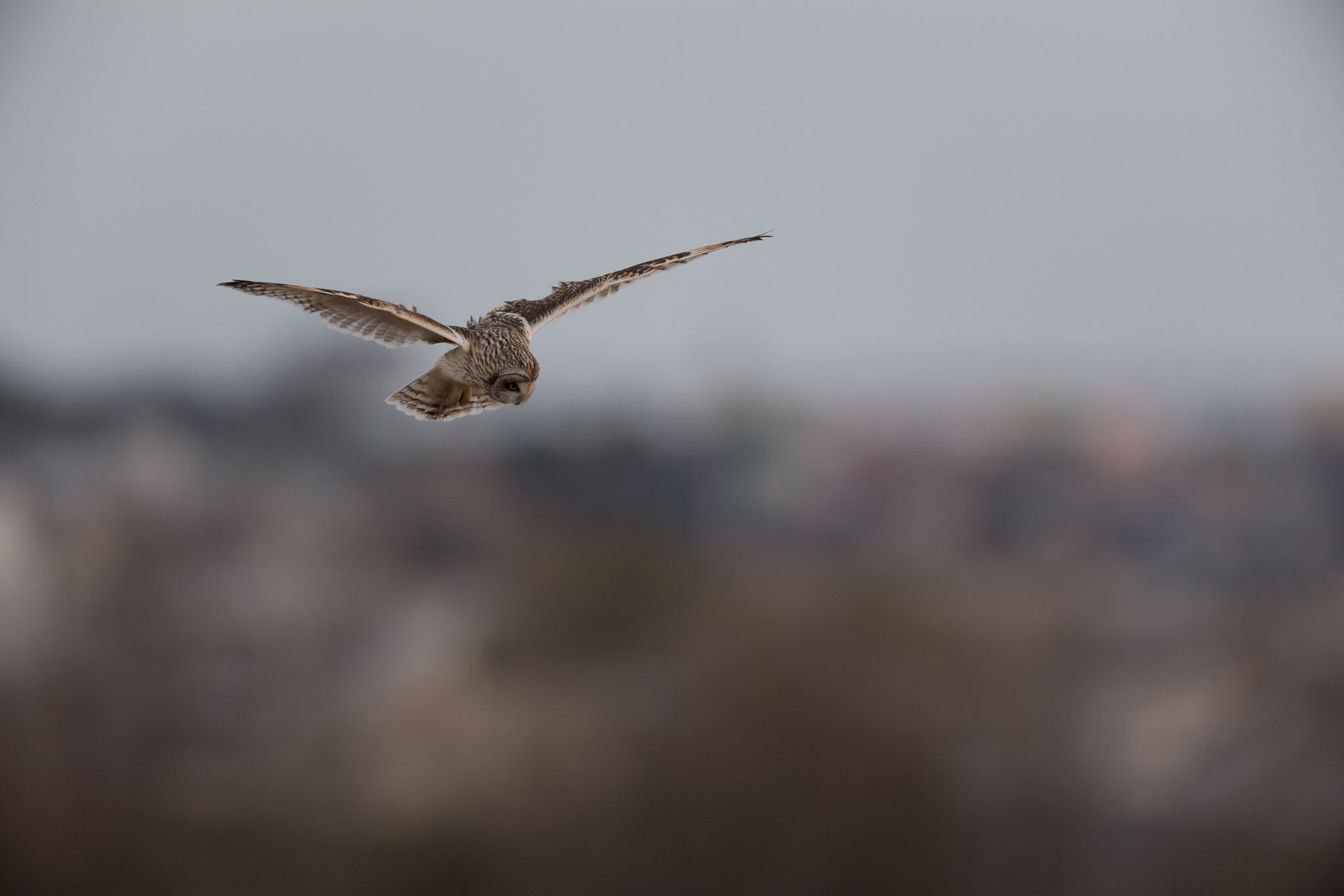 Nikon AF-S Nikkor 600mm F4E FL ED VR sample photo. コミミズク photography