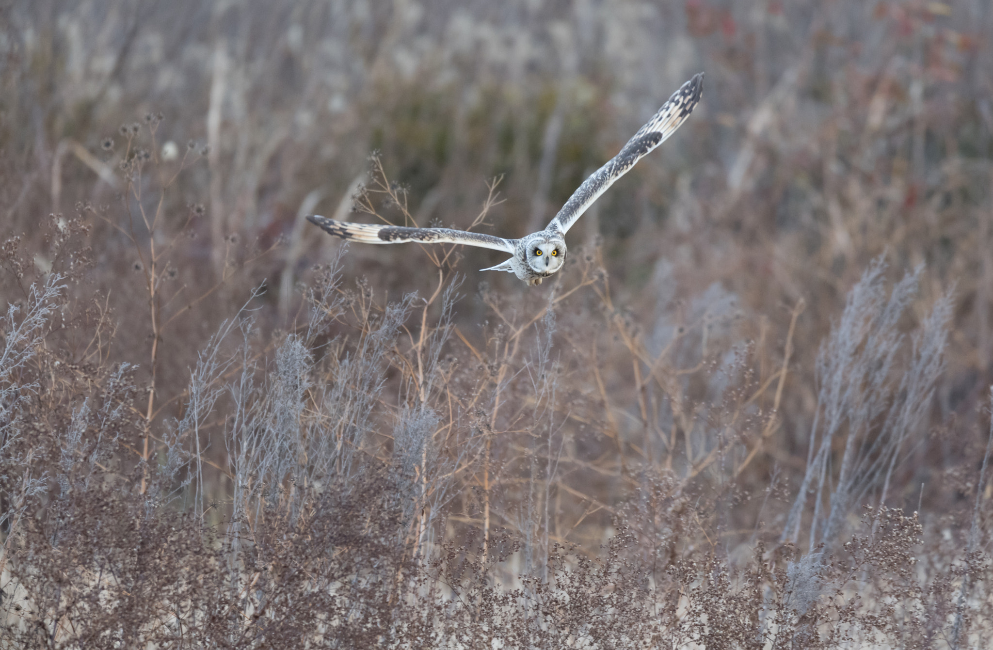 Nikon D5 + Nikon AF-S Nikkor 600mm F4E FL ED VR sample photo. コミミズク photography