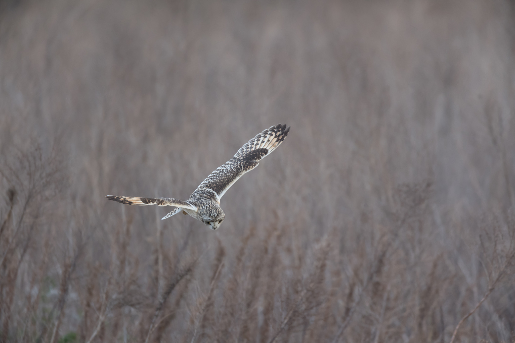 Nikon AF-S Nikkor 600mm F4E FL ED VR sample photo. コミミズク photography