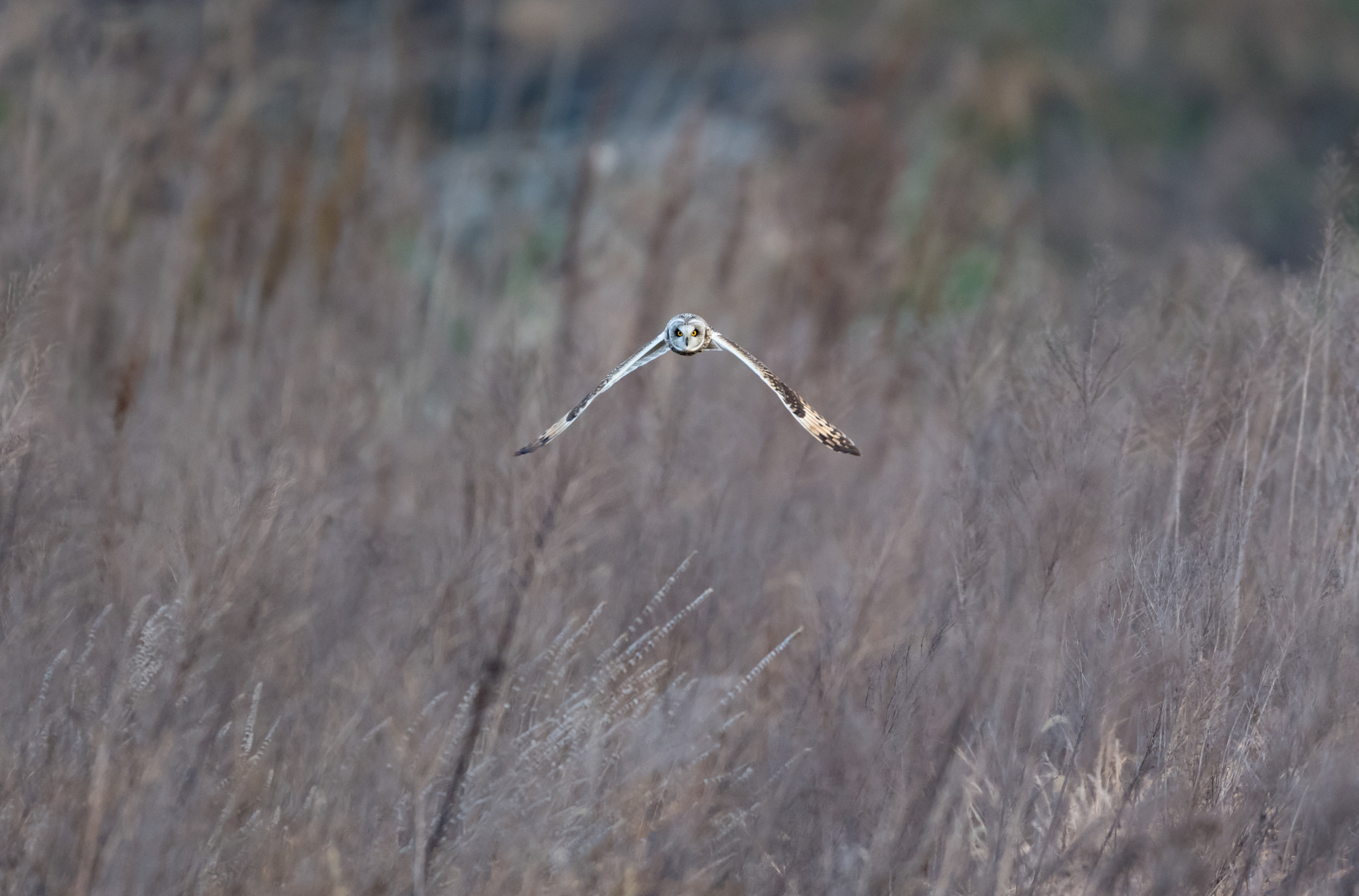 Nikon AF-S Nikkor 600mm F4E FL ED VR sample photo. コミミズク photography