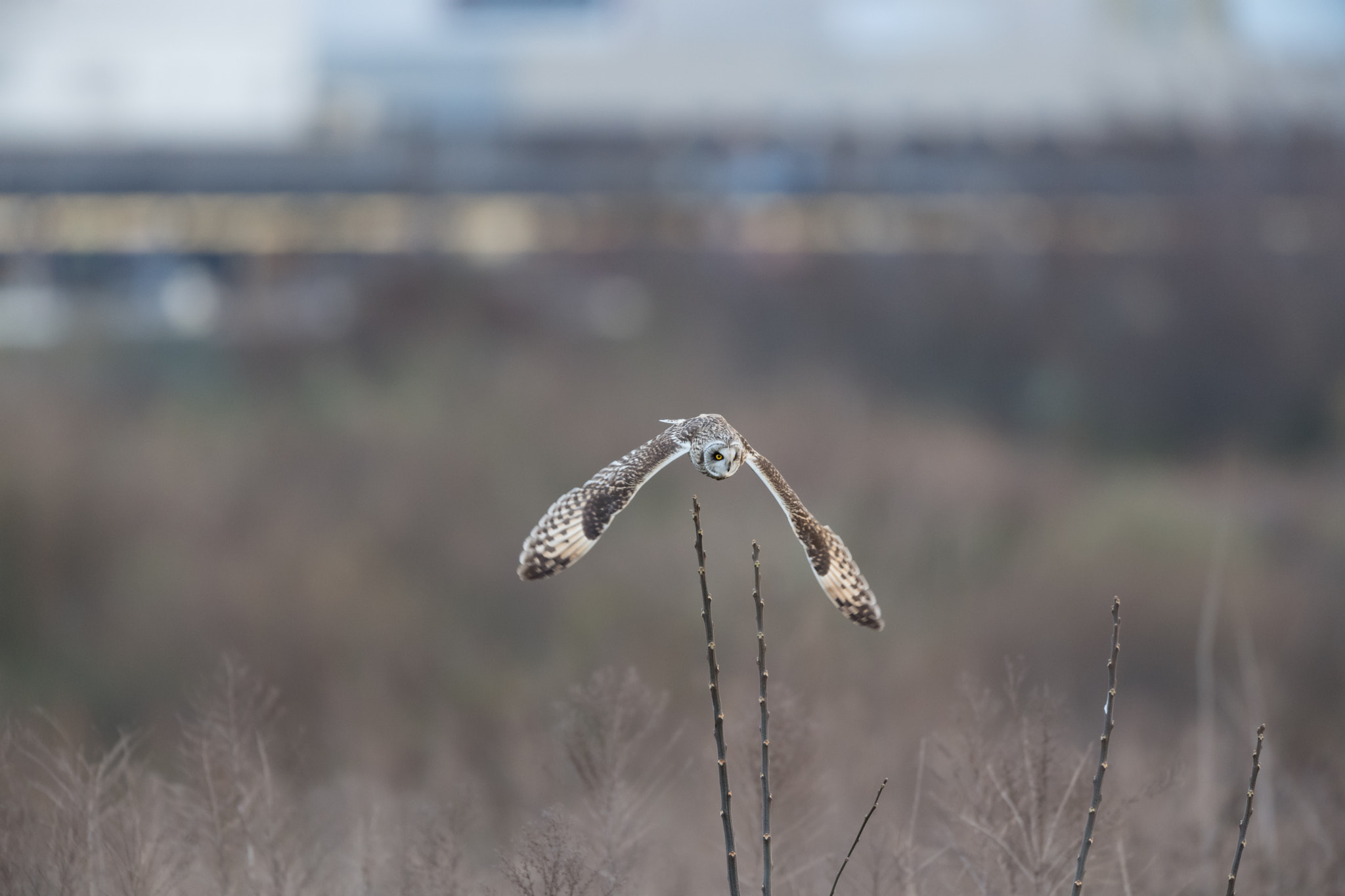 Nikon AF-S Nikkor 600mm F4E FL ED VR sample photo. コミミズク photography