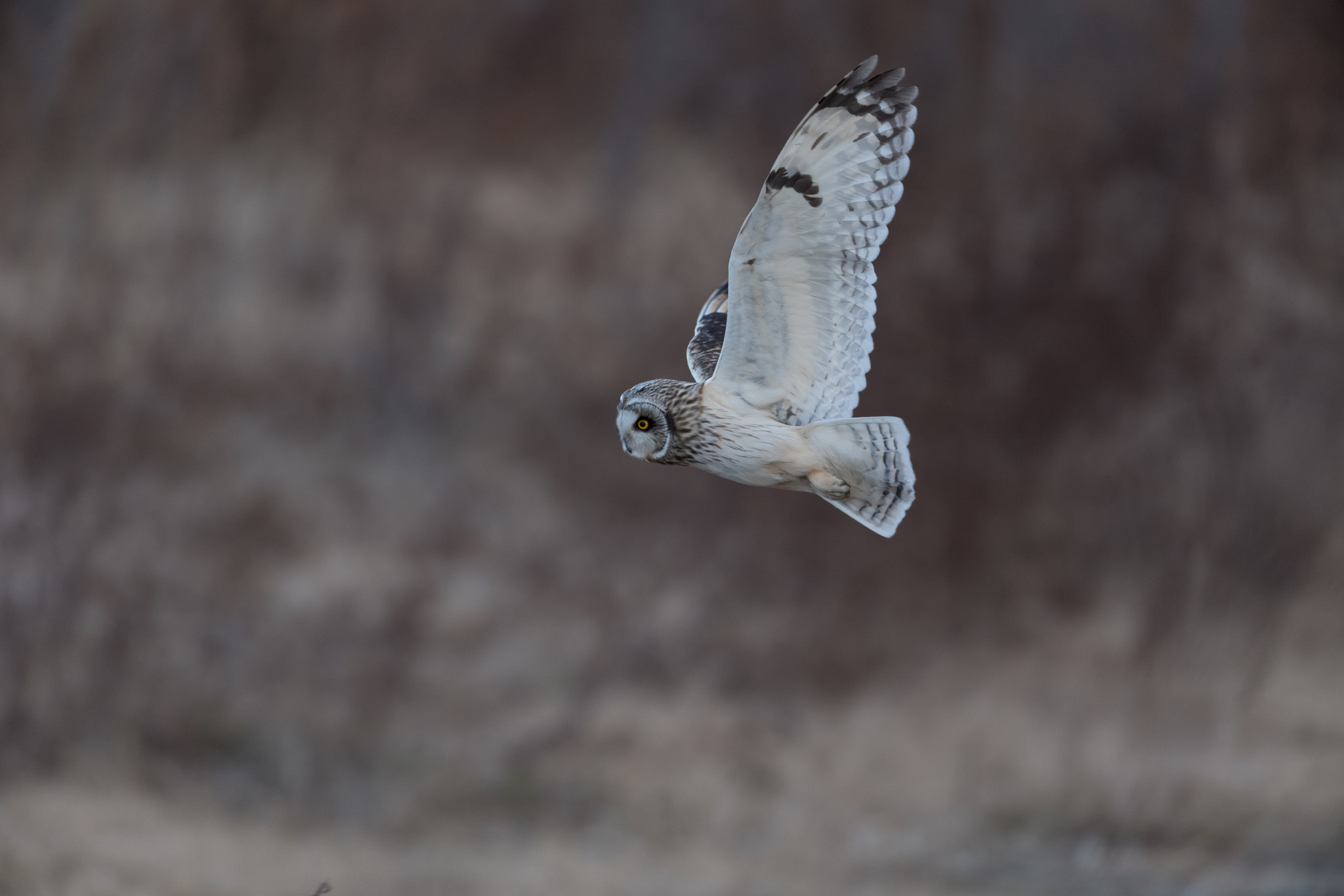 Nikon AF-S Nikkor 600mm F4E FL ED VR sample photo. コミミズク photography