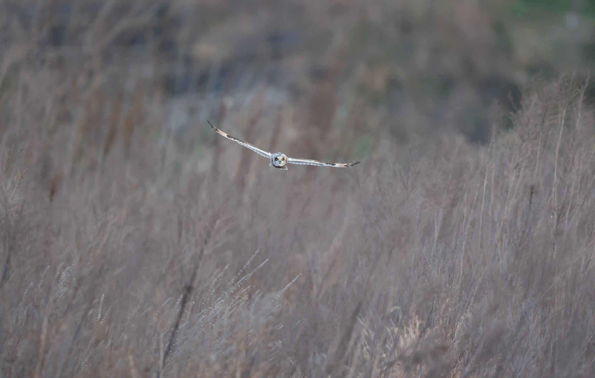 Nikon AF-S Nikkor 600mm F4E FL ED VR sample photo. コミミズク photography
