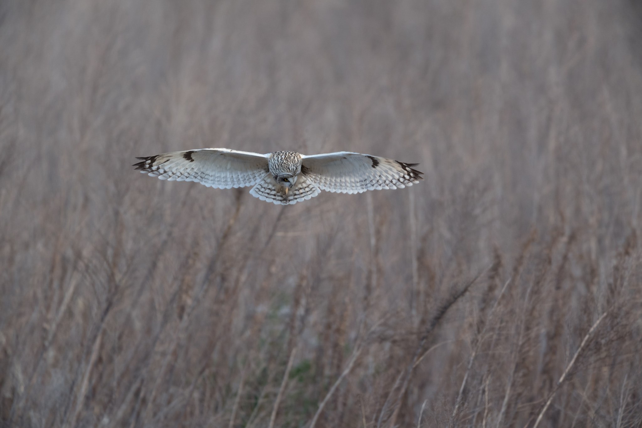 Nikon AF-S Nikkor 600mm F4E FL ED VR sample photo. コミミズク photography