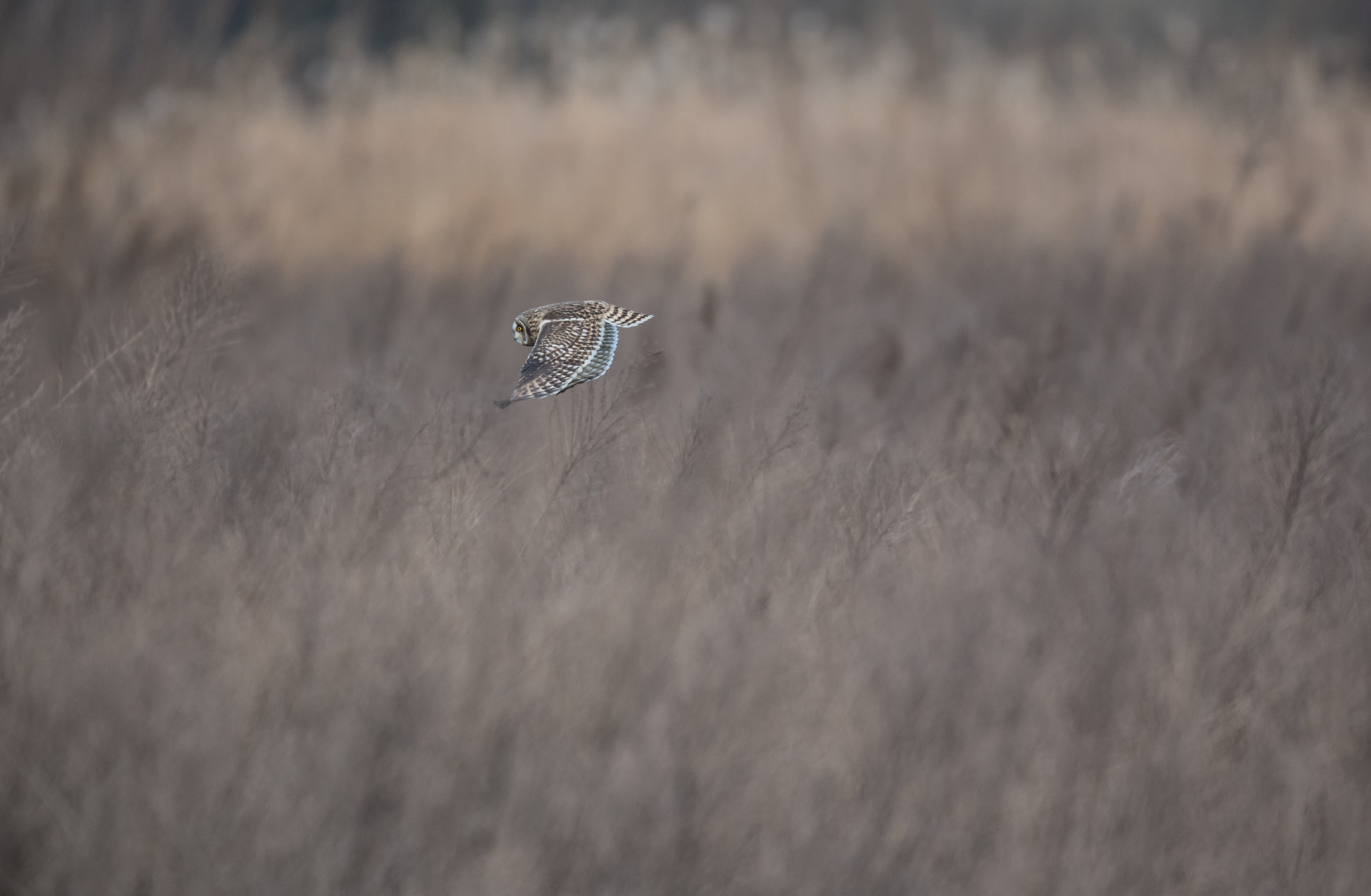 Nikon AF-S Nikkor 600mm F4E FL ED VR sample photo. コミミズク photography
