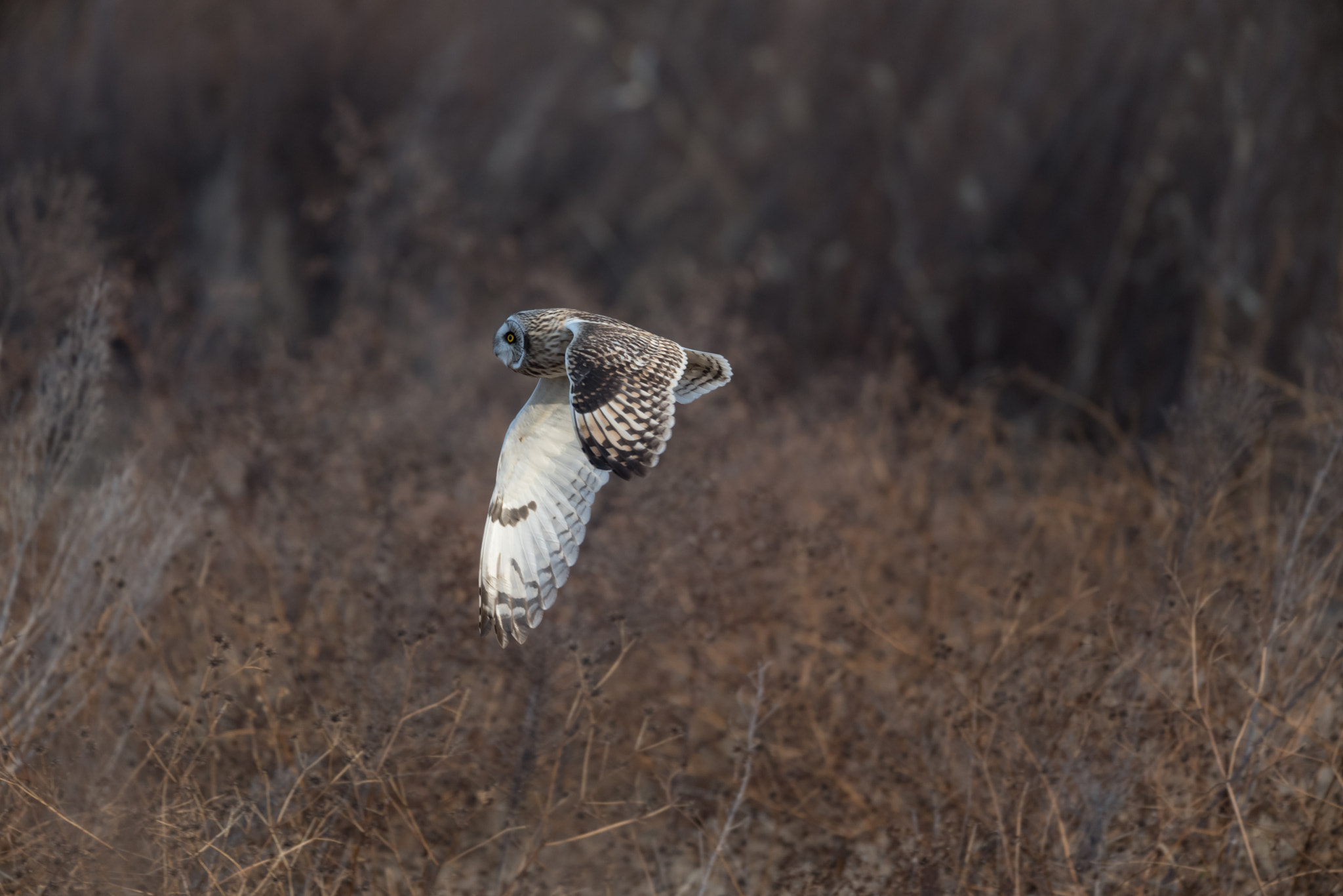Nikon AF-S Nikkor 600mm F4E FL ED VR sample photo. コミミズク photography