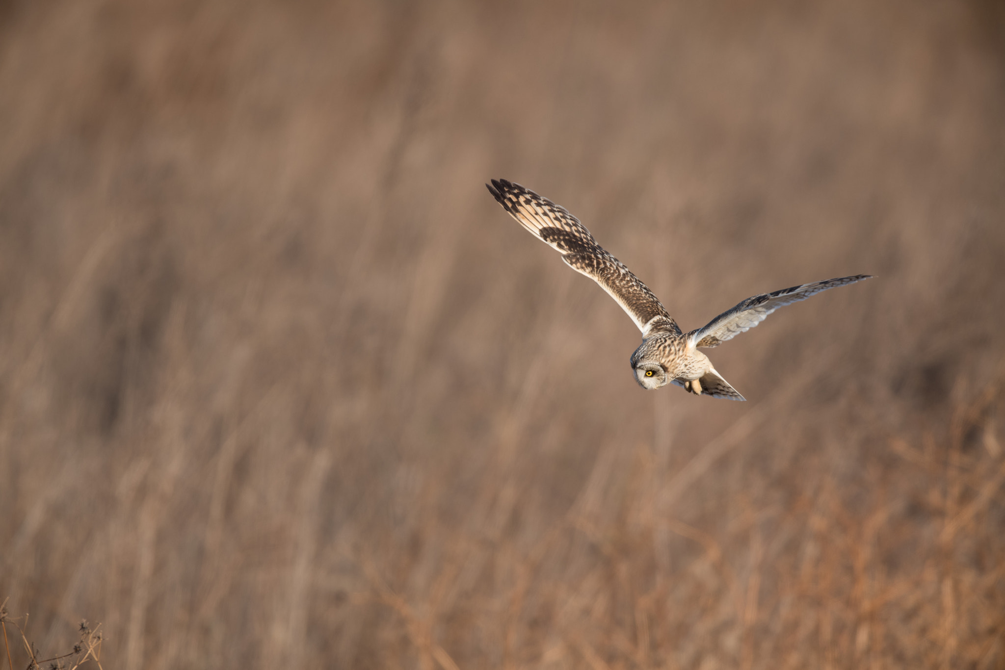 Nikon AF-S Nikkor 600mm F4E FL ED VR sample photo. コミミズク photography