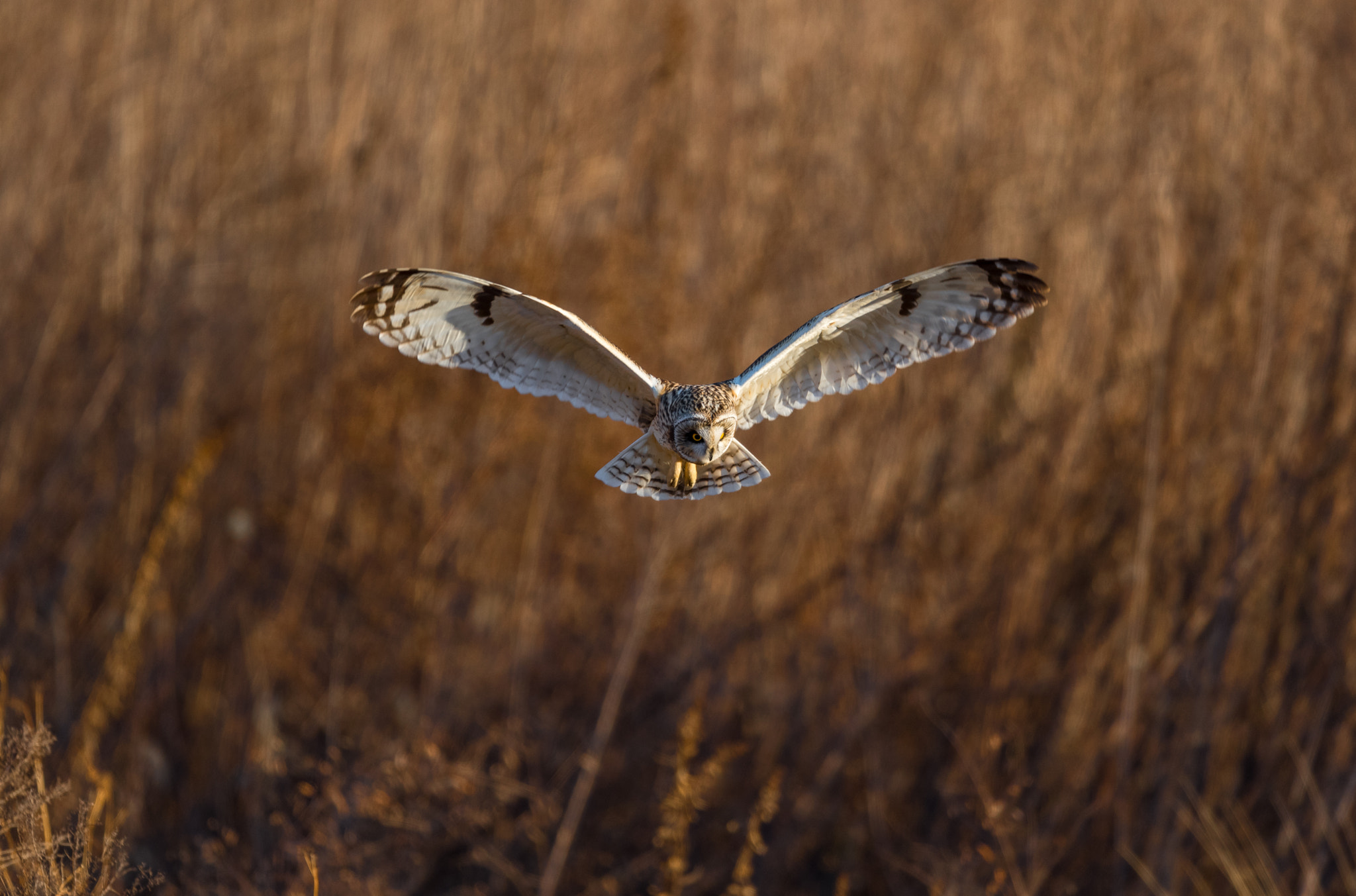 Nikon AF-S Nikkor 600mm F4E FL ED VR sample photo. コミミズク photography