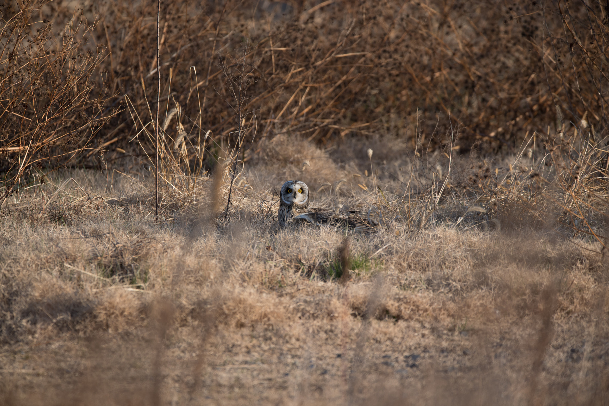 Nikon AF-S Nikkor 600mm F4E FL ED VR sample photo. コミミズク photography