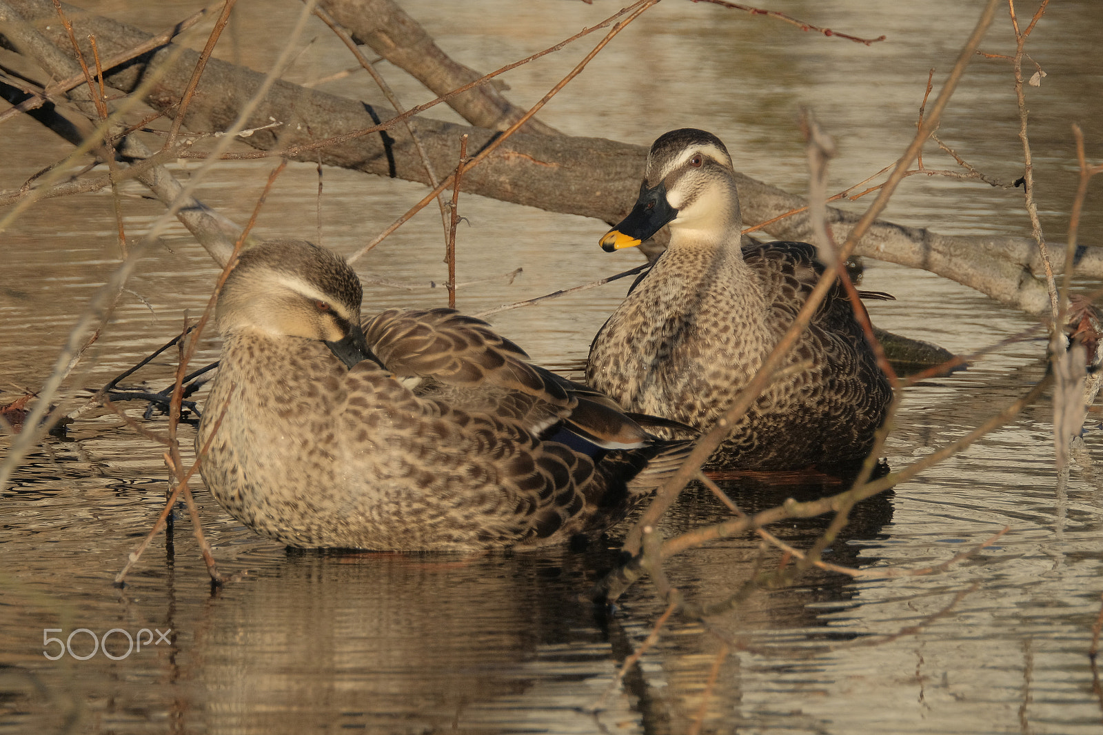 XF100-400mmF4.5-5.6 R LM OIS WR + 1.4x sample photo. Morning of the spotbill duck couple photography