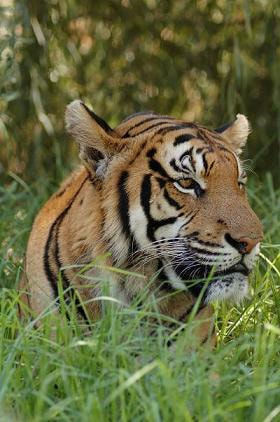 Nikon AF Nikkor 70-300mm F4-5.6G sample photo. Eye of the ..... photography