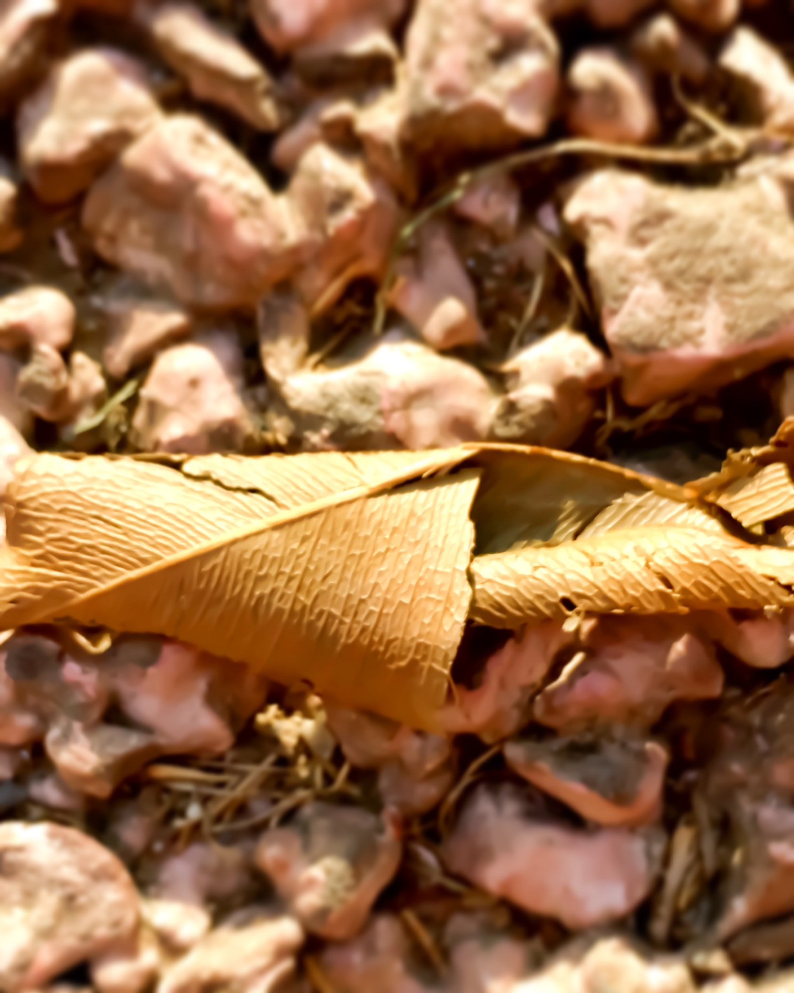 Apple iPhone8,1 sample photo. A dried leaf photography