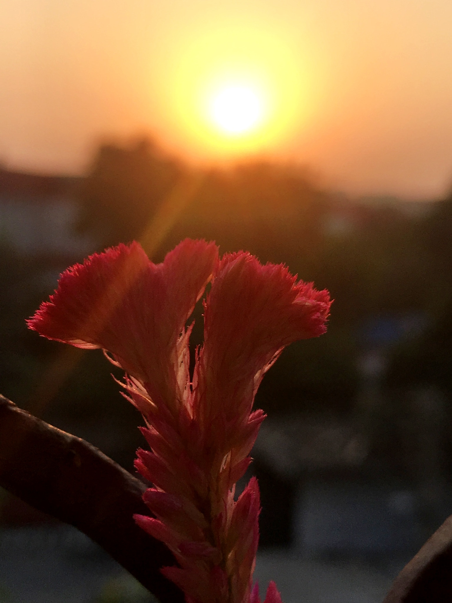 Apple iPhone8,1 sample photo. Sunset and flower photography