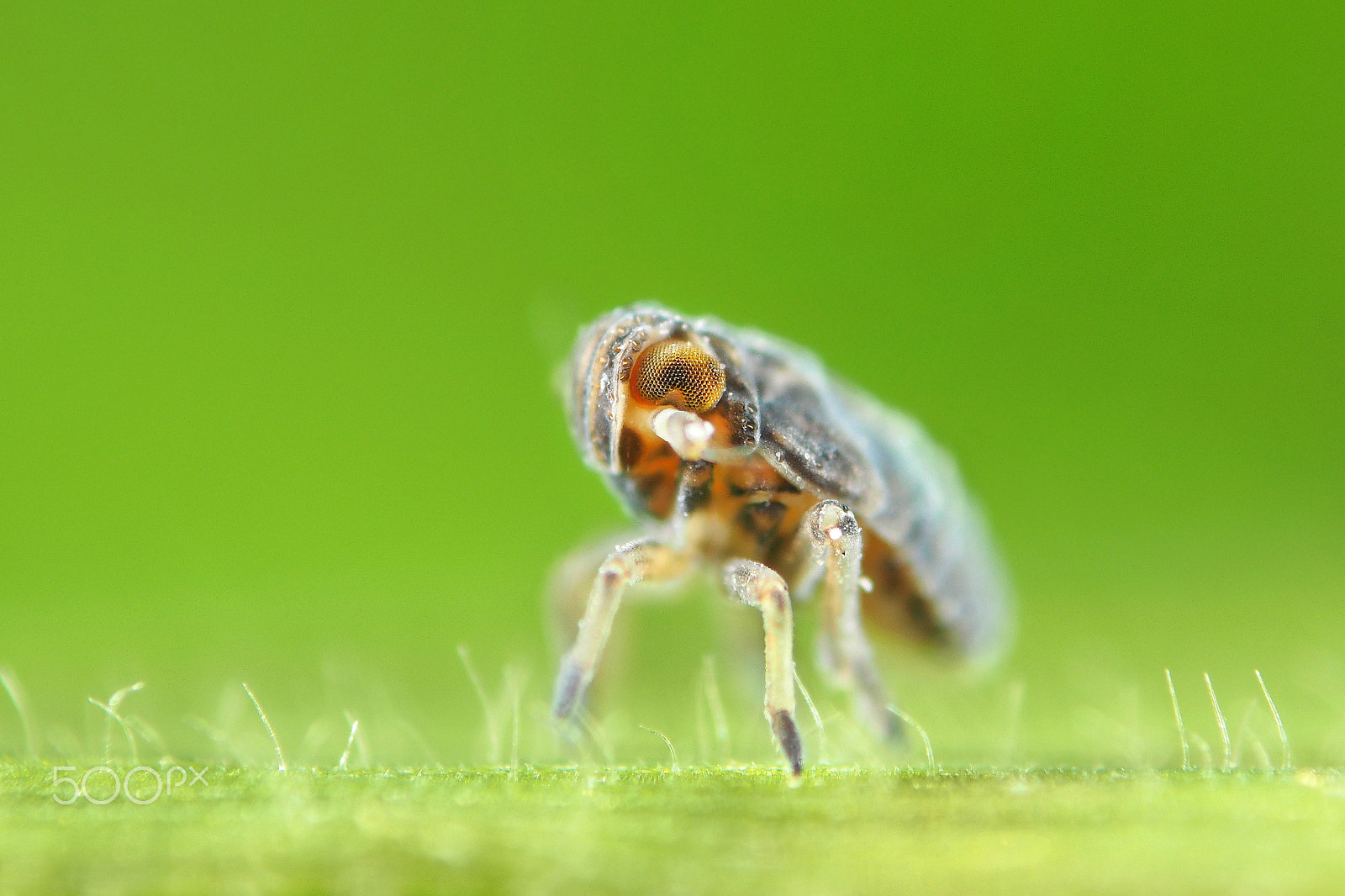 Olympus OM-D E-M1 sample photo. Planthopper - cicade - delphacidae photography