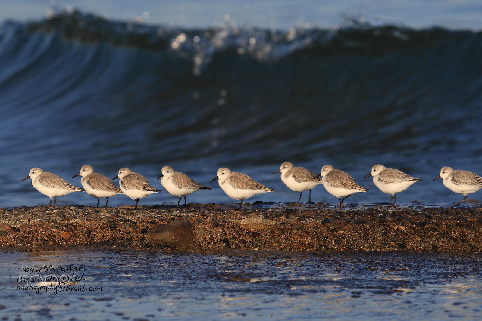 Canon EF 100-400mm F4.5-5.6L IS USM sample photo. Name this bird for me please. photography