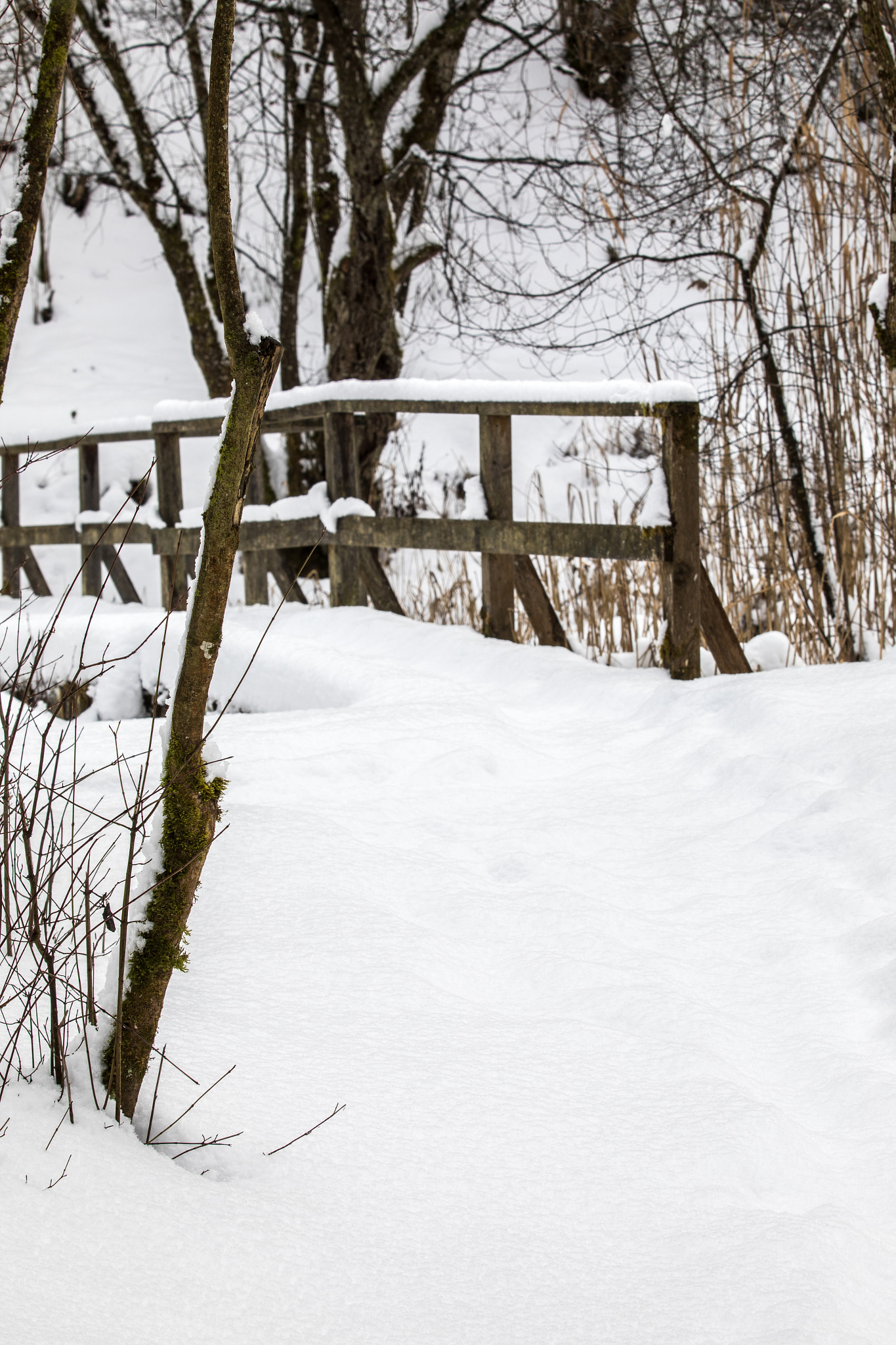 Canon EF 70-200mm F2.8L IS II USM sample photo. Snowscape i photography