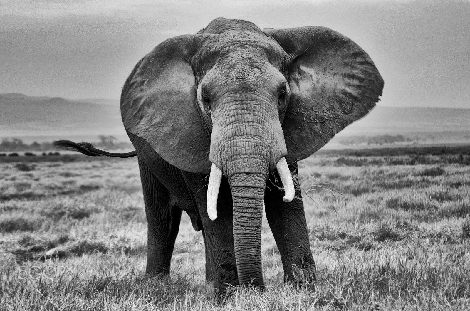 Nikon D7000 sample photo. Elephant in amboseli photography