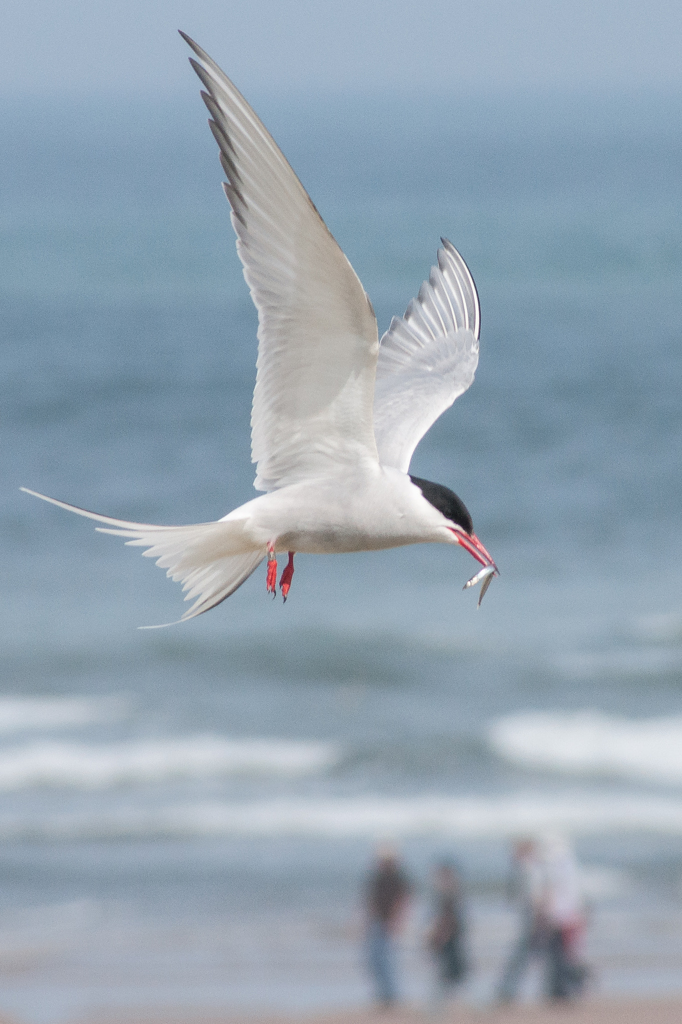 Sony 75-300mm F4.5-5.6 sample photo. Large bird feeds giant sand eel to little people photography