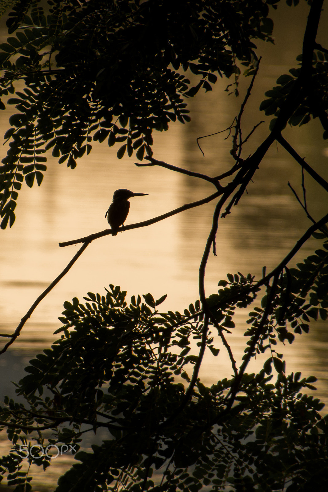 Nikon D5200 sample photo. Kingfisher - differently photography