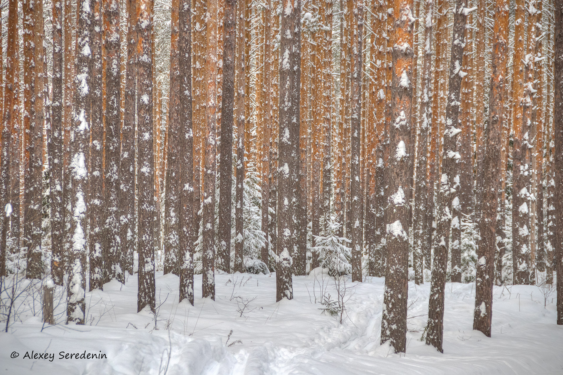 Canon EF-S 18-135mm F3.5-5.6 IS sample photo. Snowy forest. photography