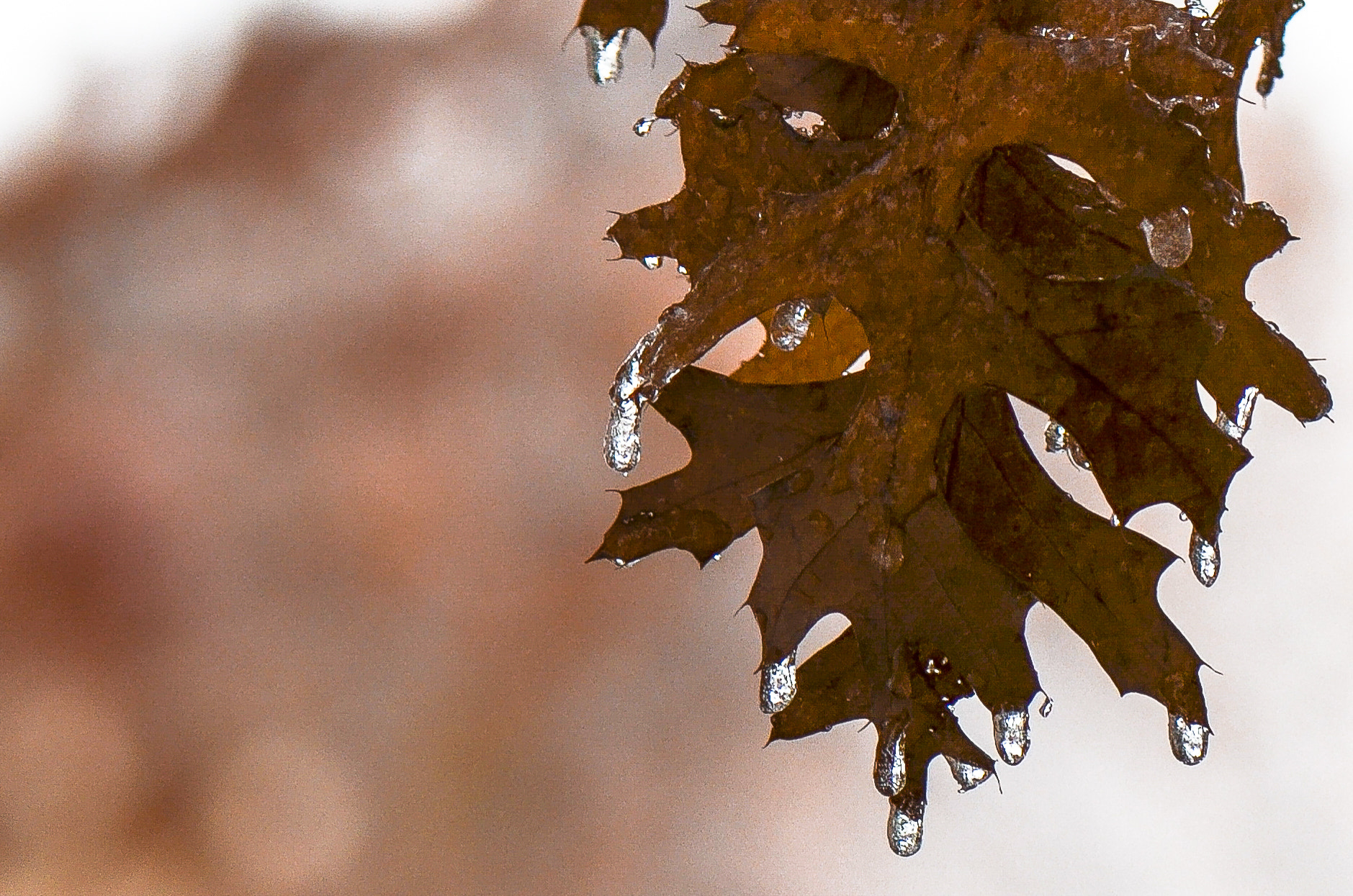 Nikon AF-S Micro-Nikkor 105mm F2.8G IF-ED VR sample photo. Winter leave in plano, texas. photography