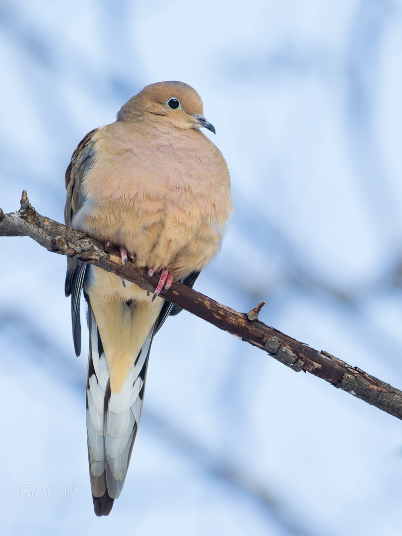 Canon EOS-1D Mark IV + Canon EF 500mm F4L IS USM sample photo. Mourning dove photography