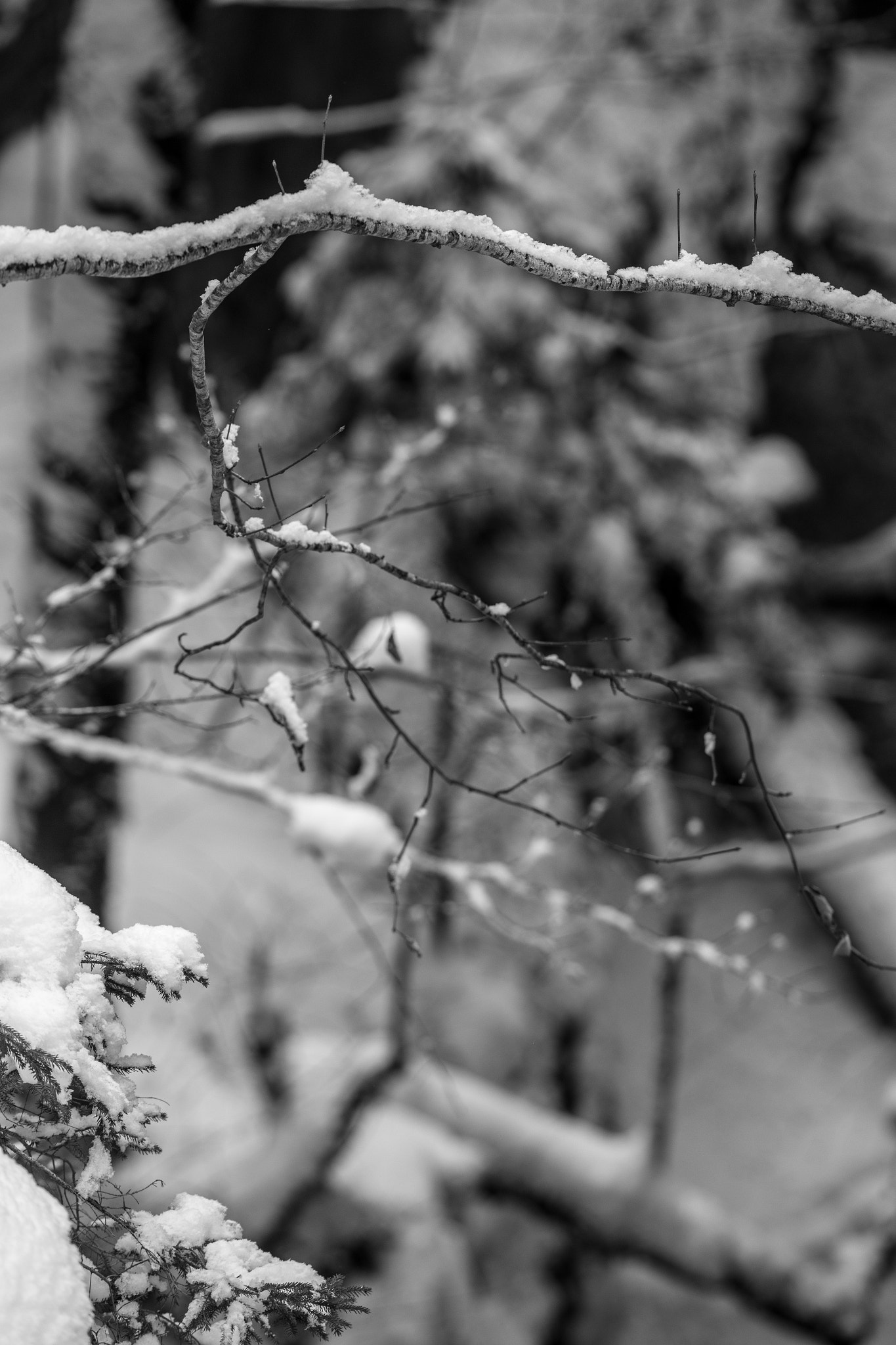 Canon EF 70-200mm F2.8L IS II USM sample photo. Snowscape ix photography