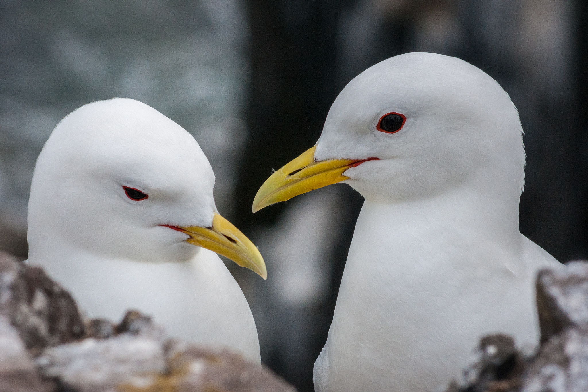 Sony 75-300mm F4.5-5.6 sample photo. Kittiwakes photography