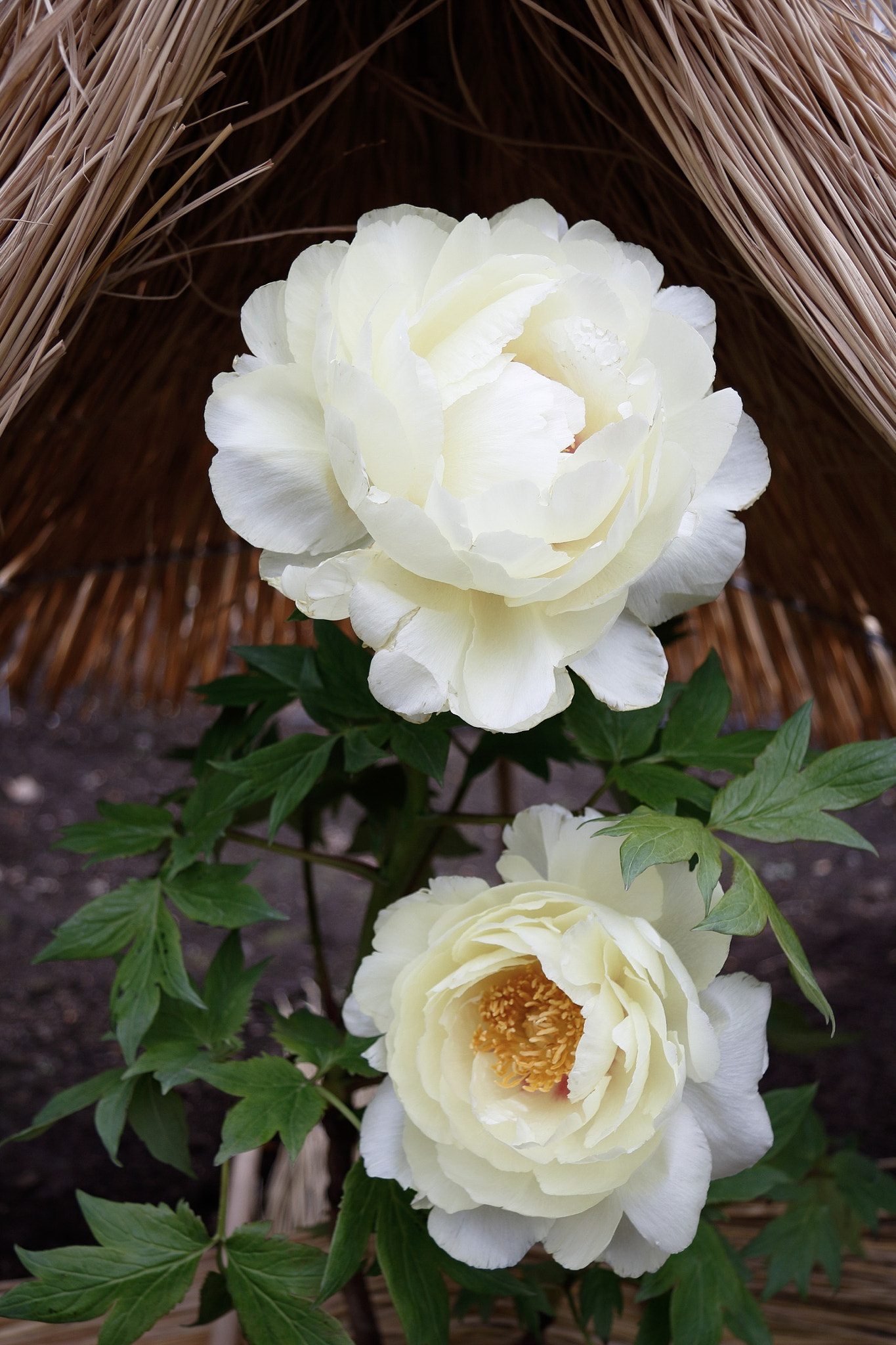 Canon EF-S 17-85mm F4-5.6 IS USM sample photo