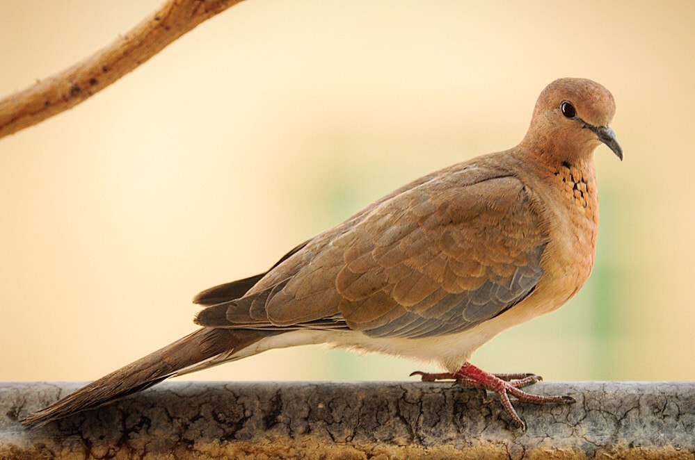 Nikon D300S sample photo. Shy bird portrait photography