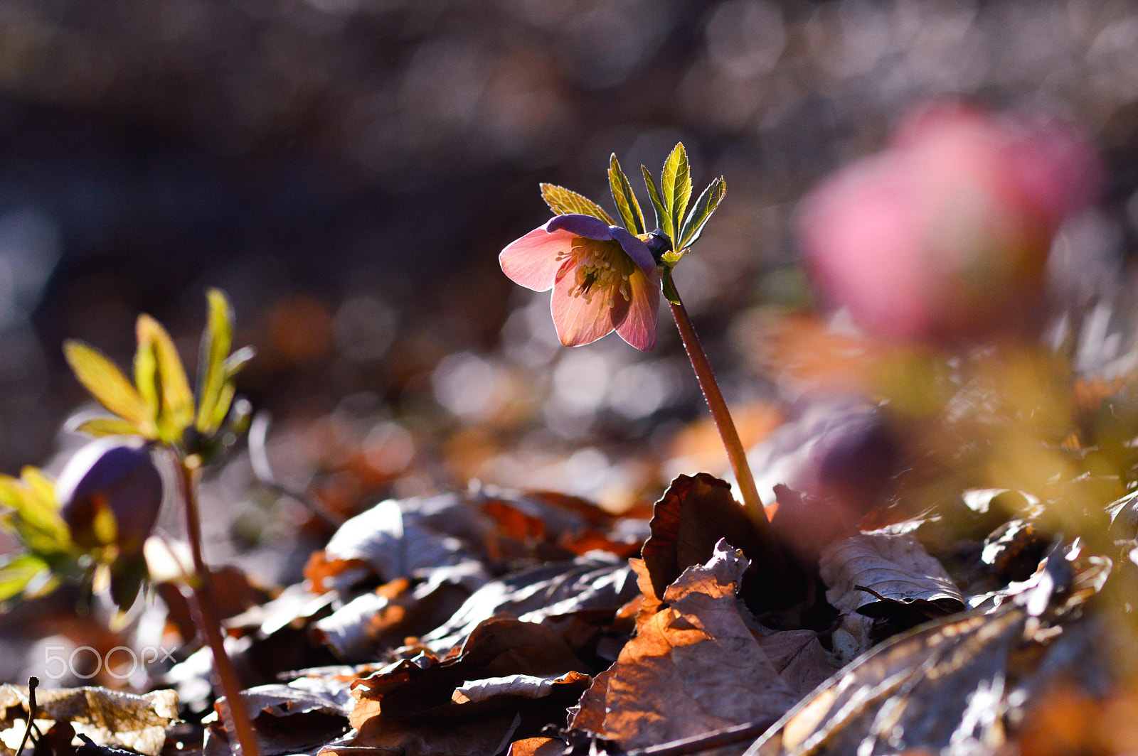 Nikon D3200 + Sigma 105mm F2.8 EX DG Macro sample photo. Helleborus purpurascens photography