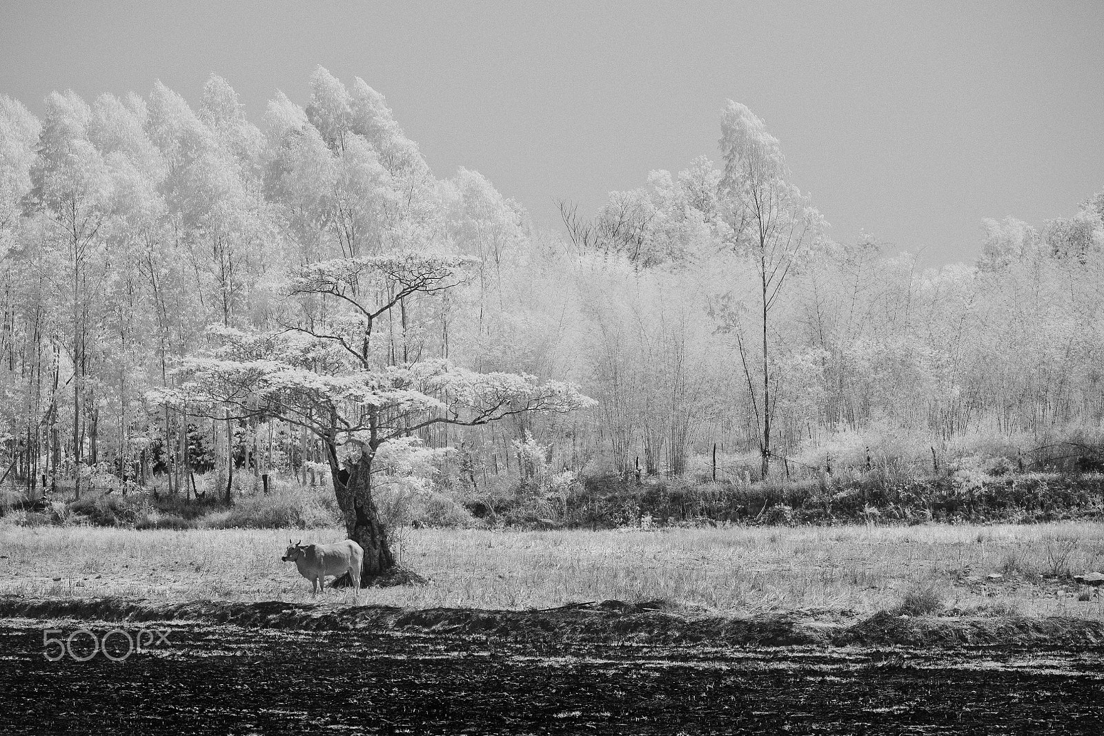 Panasonic Lumix G X Vario 35-100mm F2.8 OIS sample photo. Infrared black and white cow in dry grassland. photography