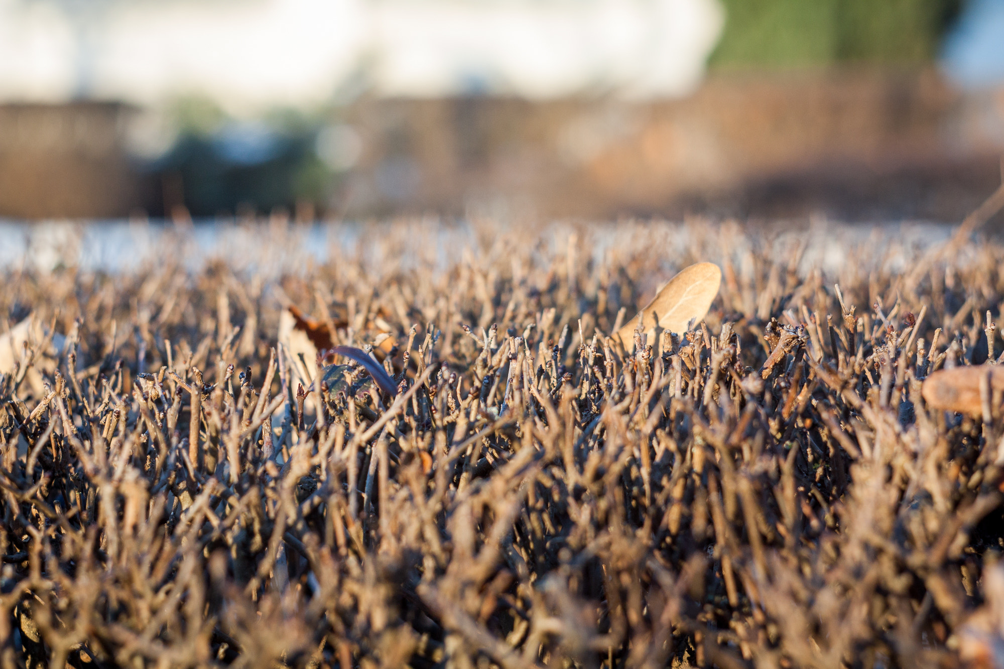 Canon EF 35-80mm f/4-5.6 sample photo. Hedges photography