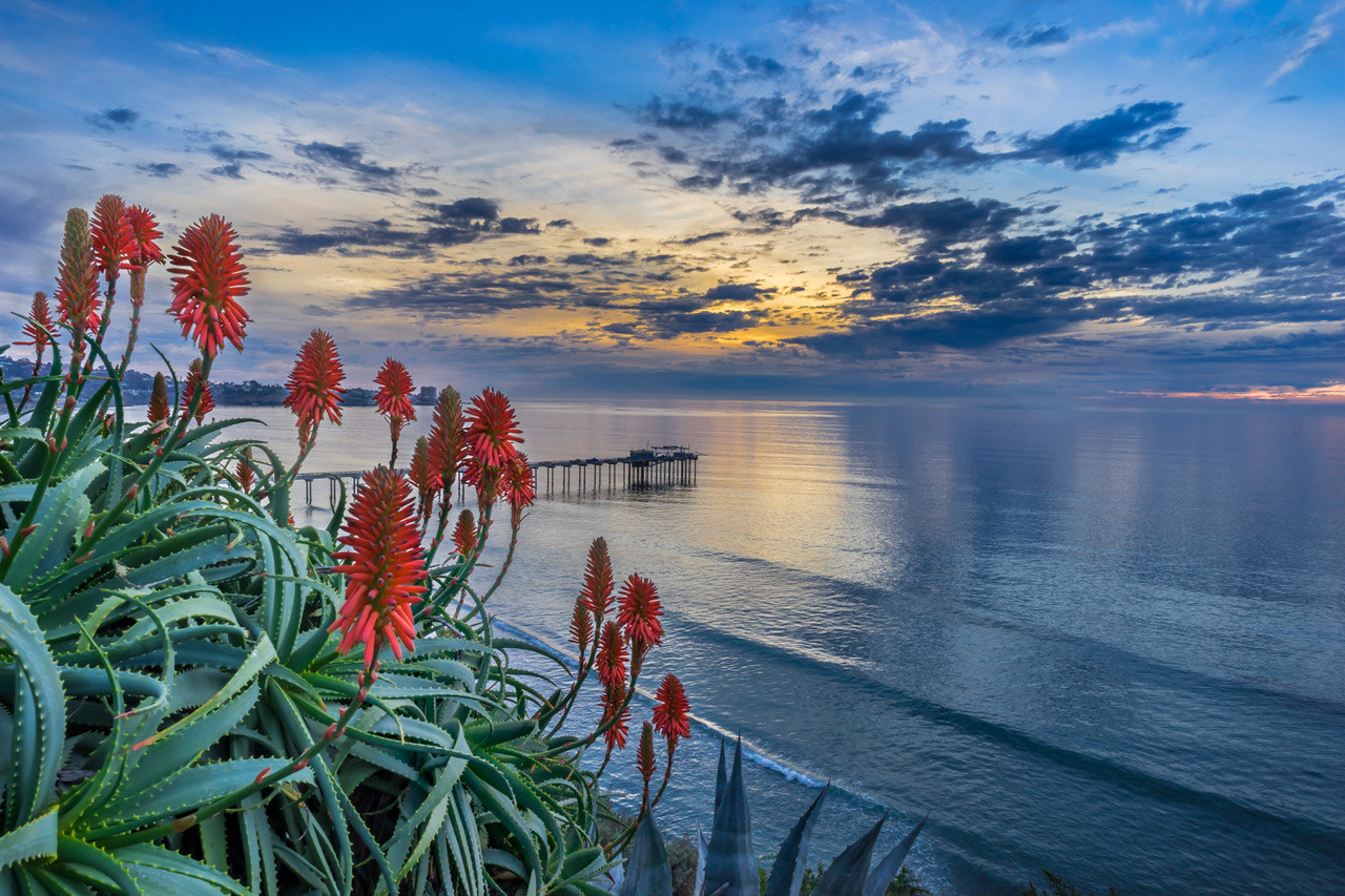E 21mm F2.8 sample photo. La jolla blooming aloe photography