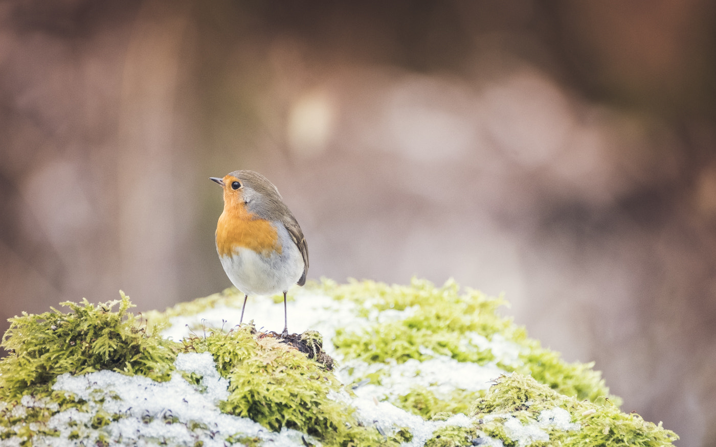 Fujifilm X-Pro2 + Fujifilm XF 100-400mm F4.5-5.6 R LM OIS WR sample photo. Rouge photography