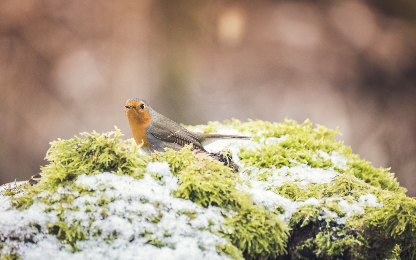 Fujifilm X-Pro2 + Fujifilm XF 100-400mm F4.5-5.6 R LM OIS WR sample photo. Rouge photography