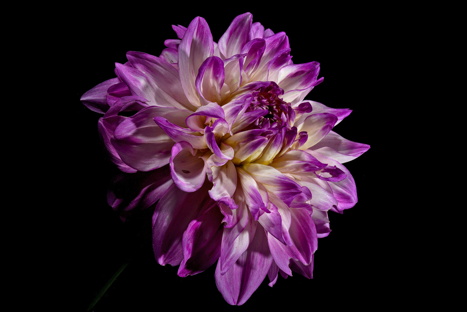 100mm F2.8 SSM sample photo. Summer memoir - dahlia photography