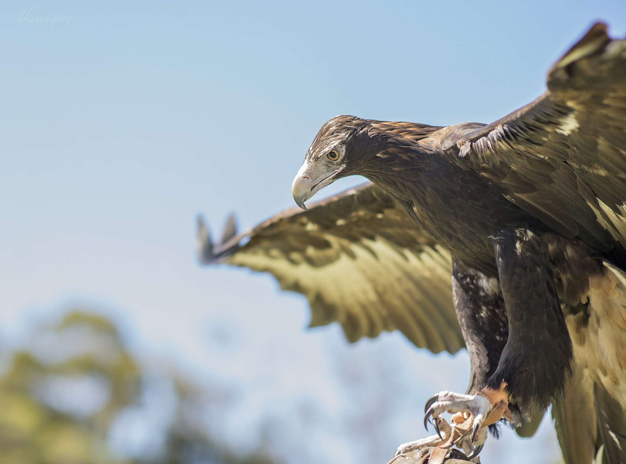 Nikon D4 + Nikon AF-S Nikkor 85mm F1.4G sample photo. Wedge tailed eagle photography