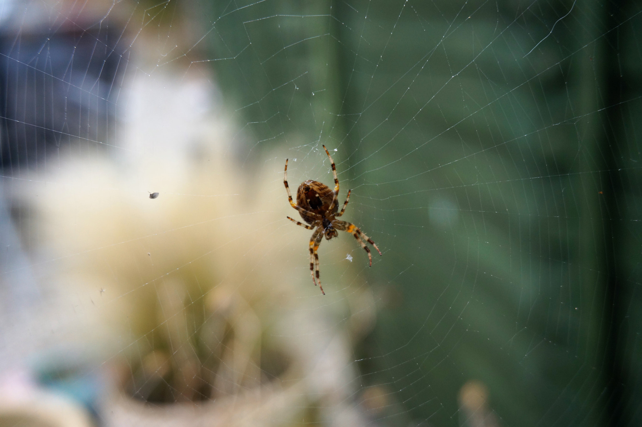 Sony Alpha NEX-3N + Sony E 18-50mm F4-5.6 sample photo. Spiders... photography