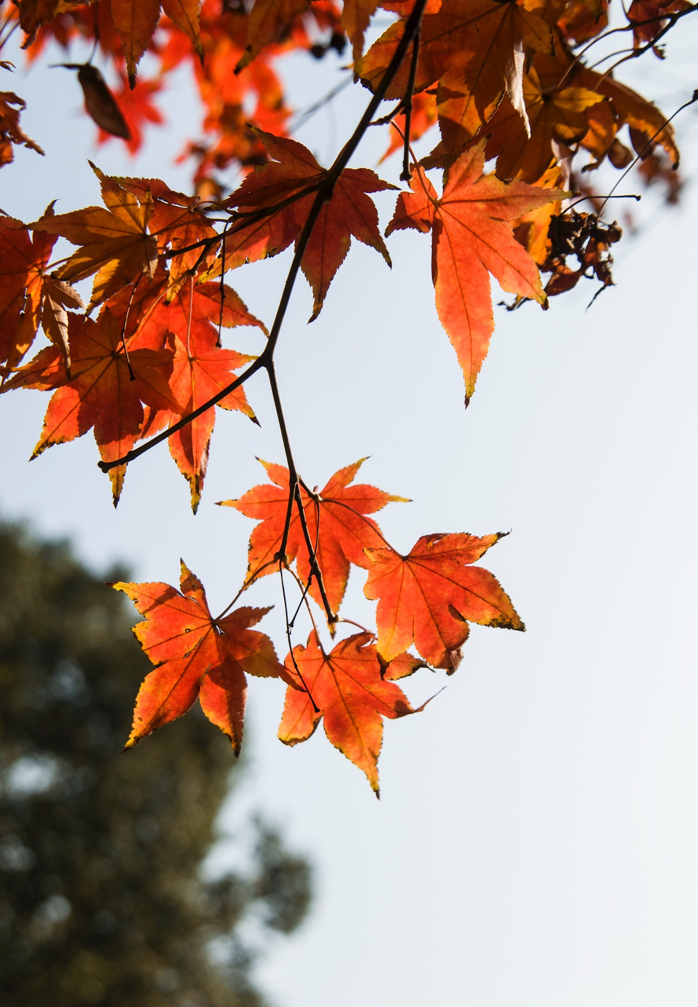 Nikon AF Nikkor 24-85mm F2.8-4D IF sample photo. 红枫。 photography