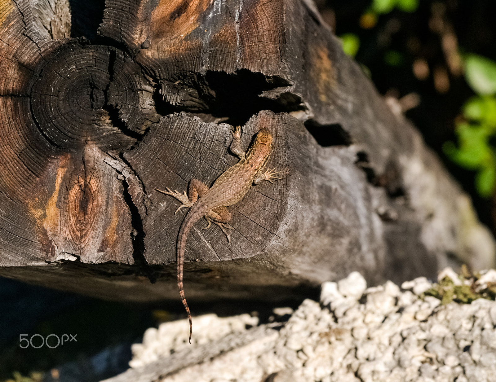 Nikon AF-S Nikkor 24-120mm F4G ED VR sample photo. Camouflaged photography