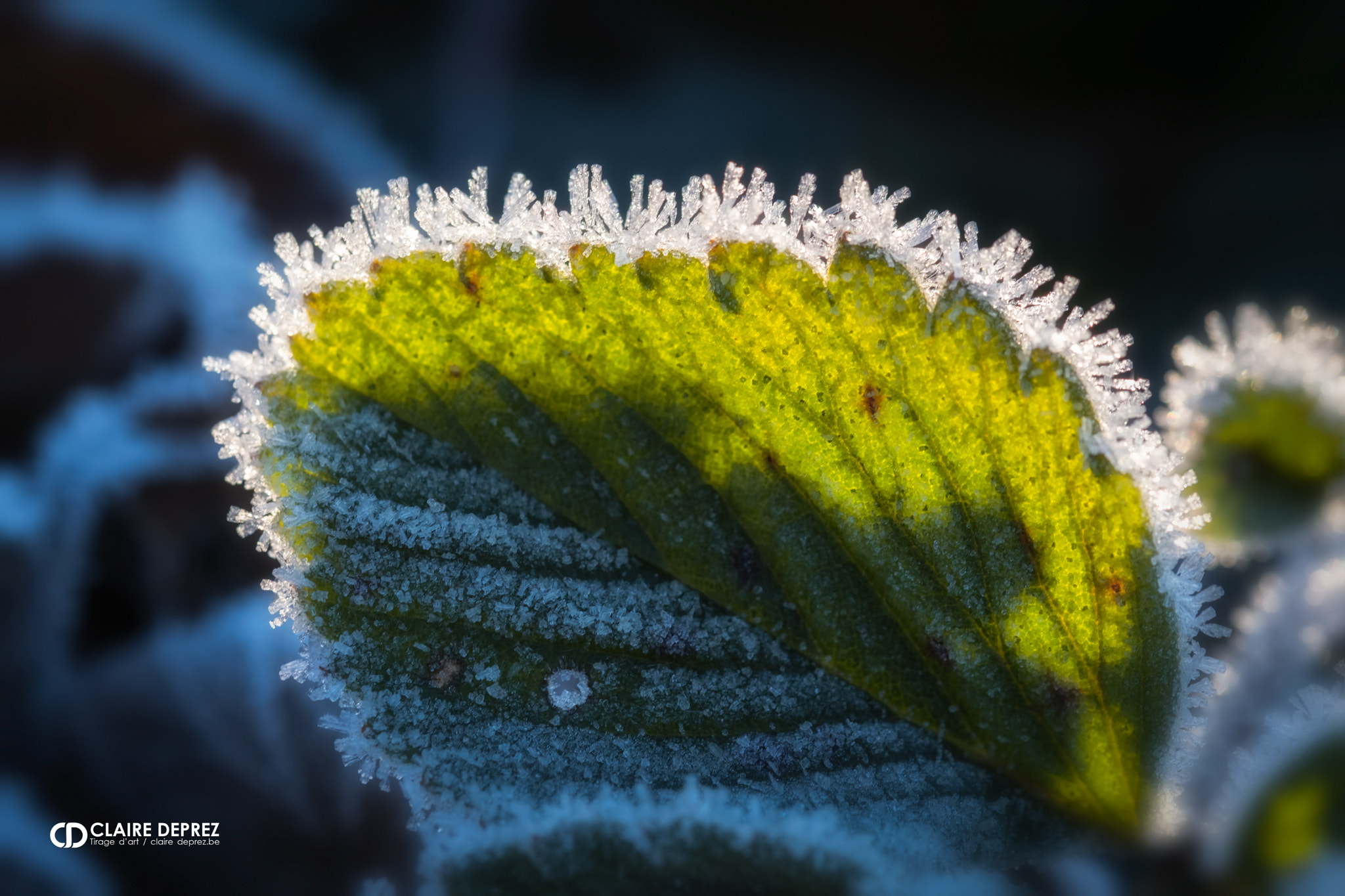 Fujifilm X-Pro2 + Fujifilm XF 60mm F2.4 R Macro sample photo. Frileuse nature photography