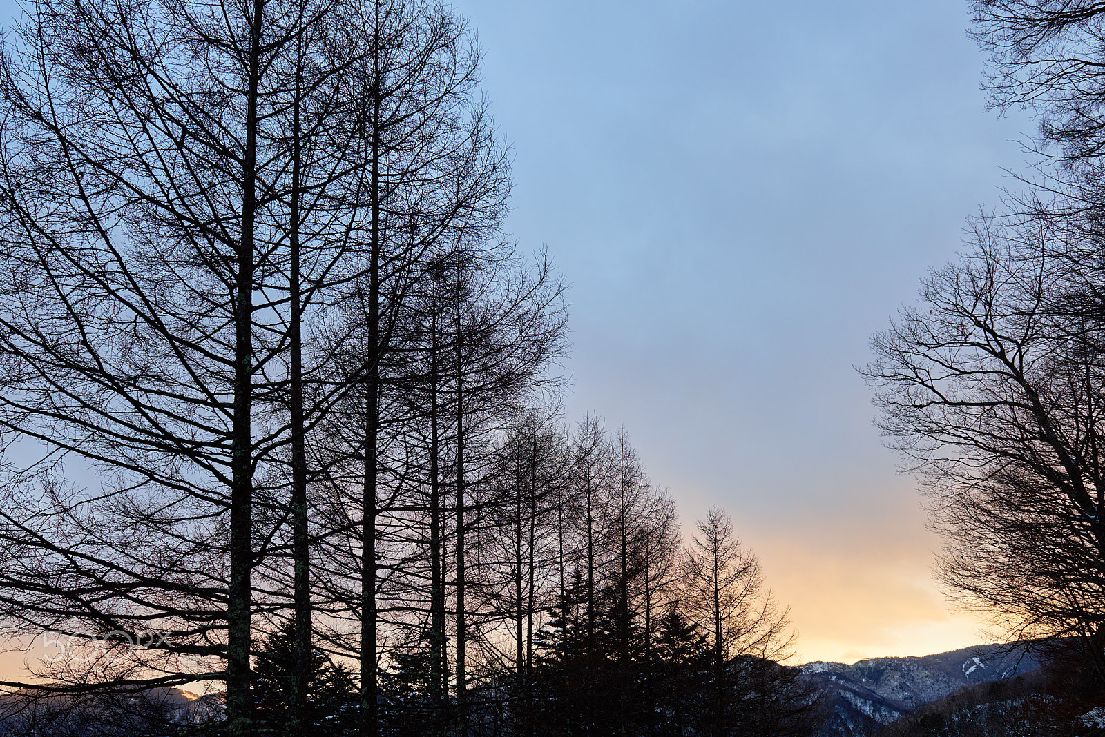 Nikon AF-S Nikkor 24-70mm F2.8G ED sample photo. Evening tree photography