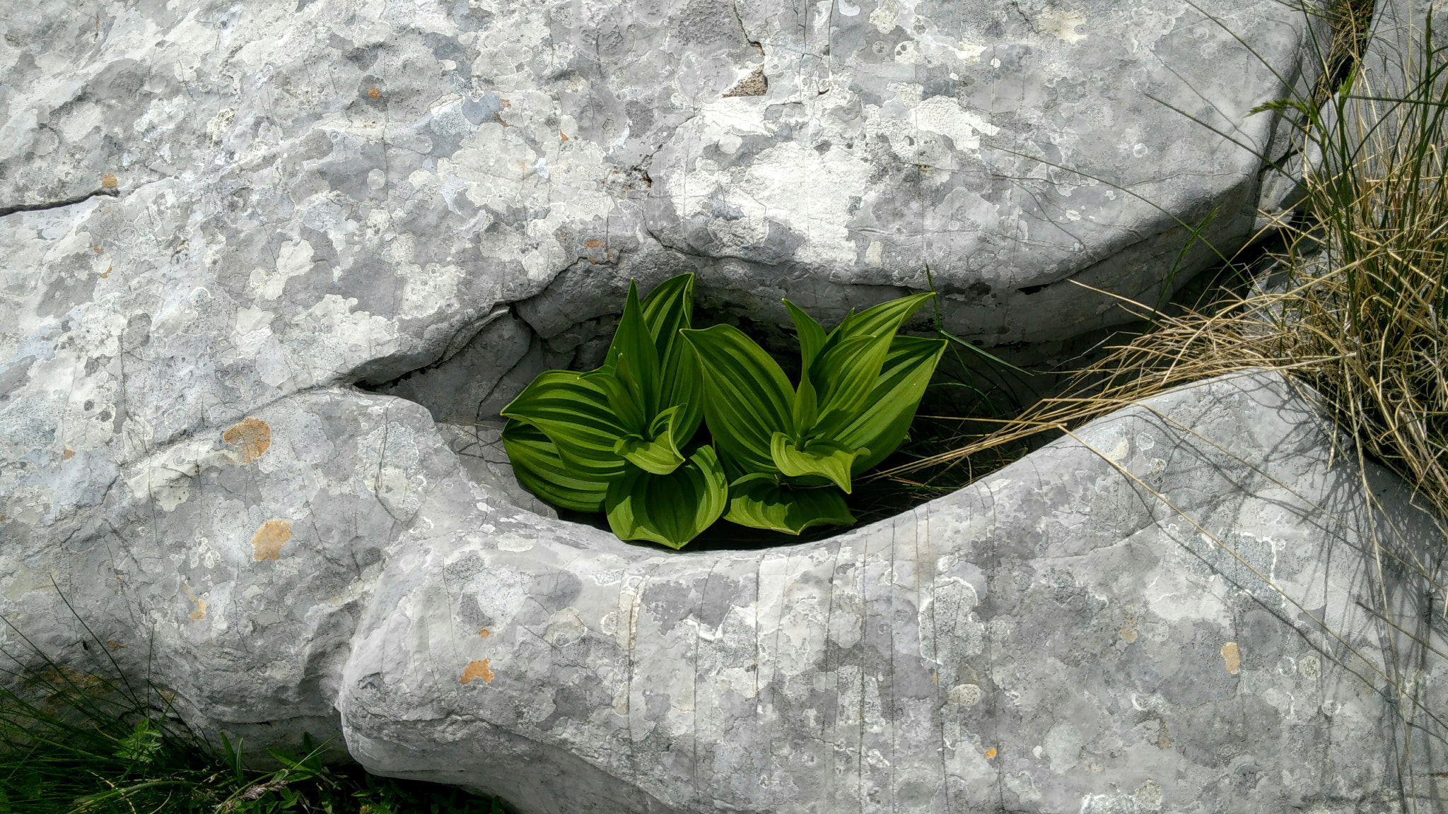 Lenovo S60-A sample photo. Морачке планине photography