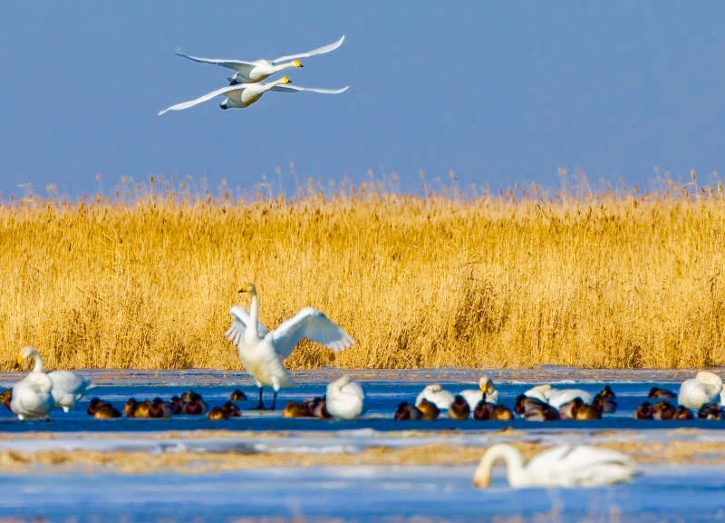 Canon EOS-1D X + Canon EF 800mm F5.6L IS USM sample photo