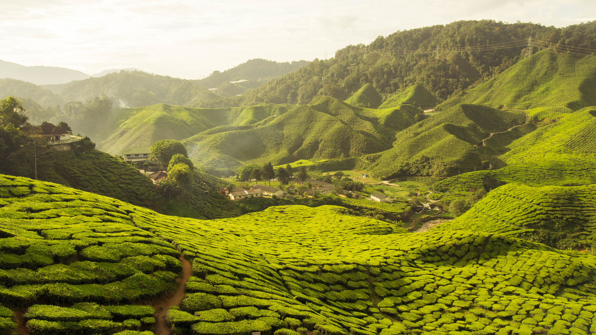 Olympus PEN E-PM2 sample photo. Tea farm @ cameron highland photography