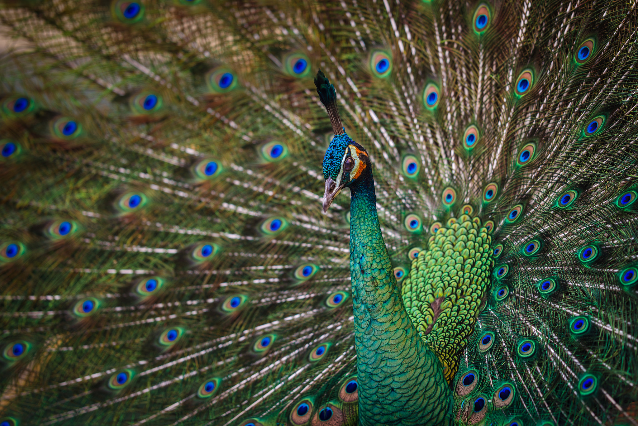 Pentax K-1 + A Series Lens sample photo. Peacock photography