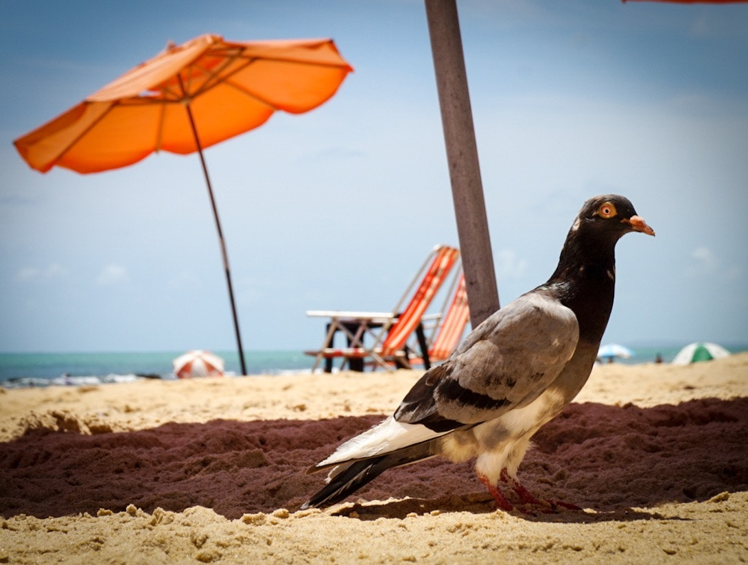Tamron 18-200mm F3.5-6.3 Di III VC sample photo. Pigeon hollidays photography